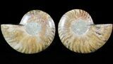 Sliced Fossil Ammonite Pair - Agatized #46498-1